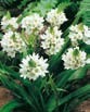 Ornithogalum  THYRSOIDES